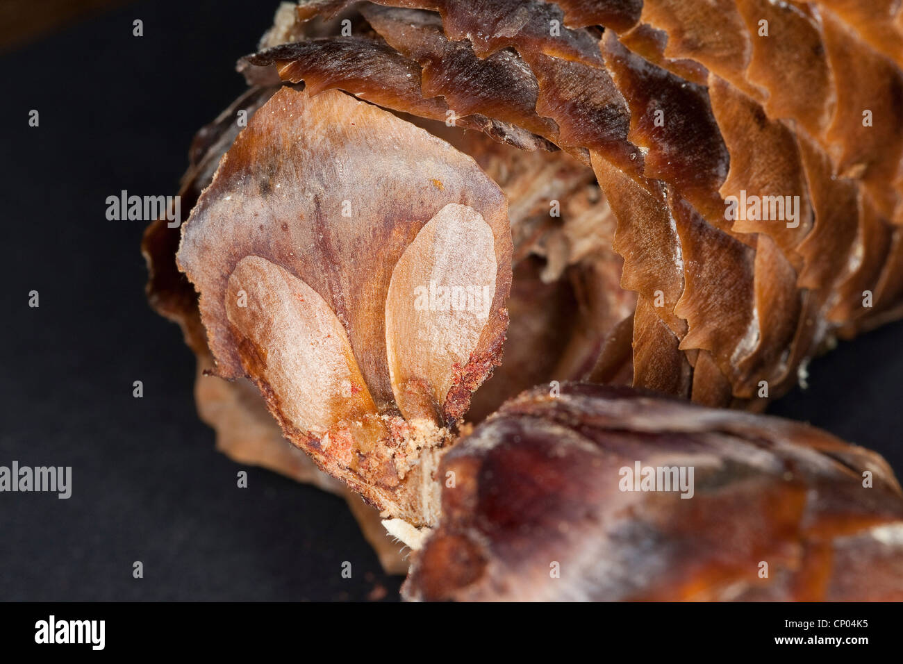 Norway spruce (Picea abies), seeds of a spruce on a cone scale, Germany Stock Photo