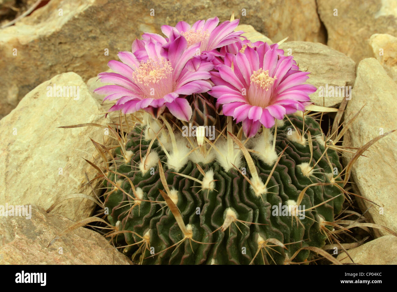 Cactus (Stenocactus species) Lau 1564 grown from seed collected in the Sierra de Salamanca, Tamaulipas, Mexico. Stock Photo