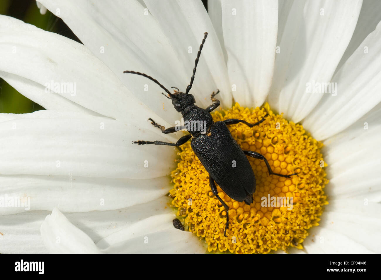 Long-horned beetle (Corymbia scutellata, Stictoleptura scutellata, Paracorymbia scutellata, Melanoleptura scutellata, Leptura scutellata), sitting on a daisy, Germany Stock Photo