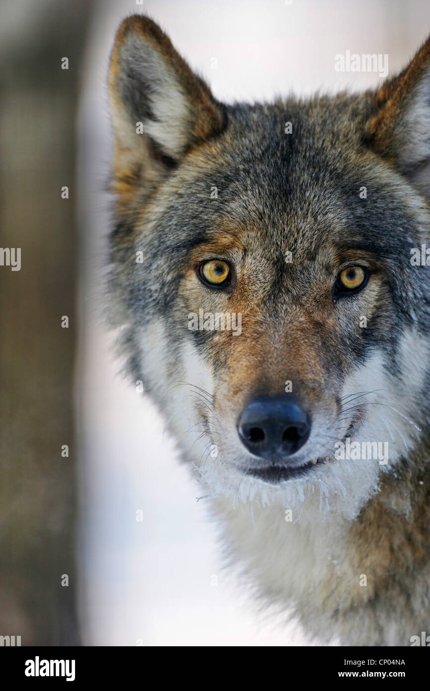 European gray wolf (Canis lupus lupus), portraet in winter, Germany Stock Photo