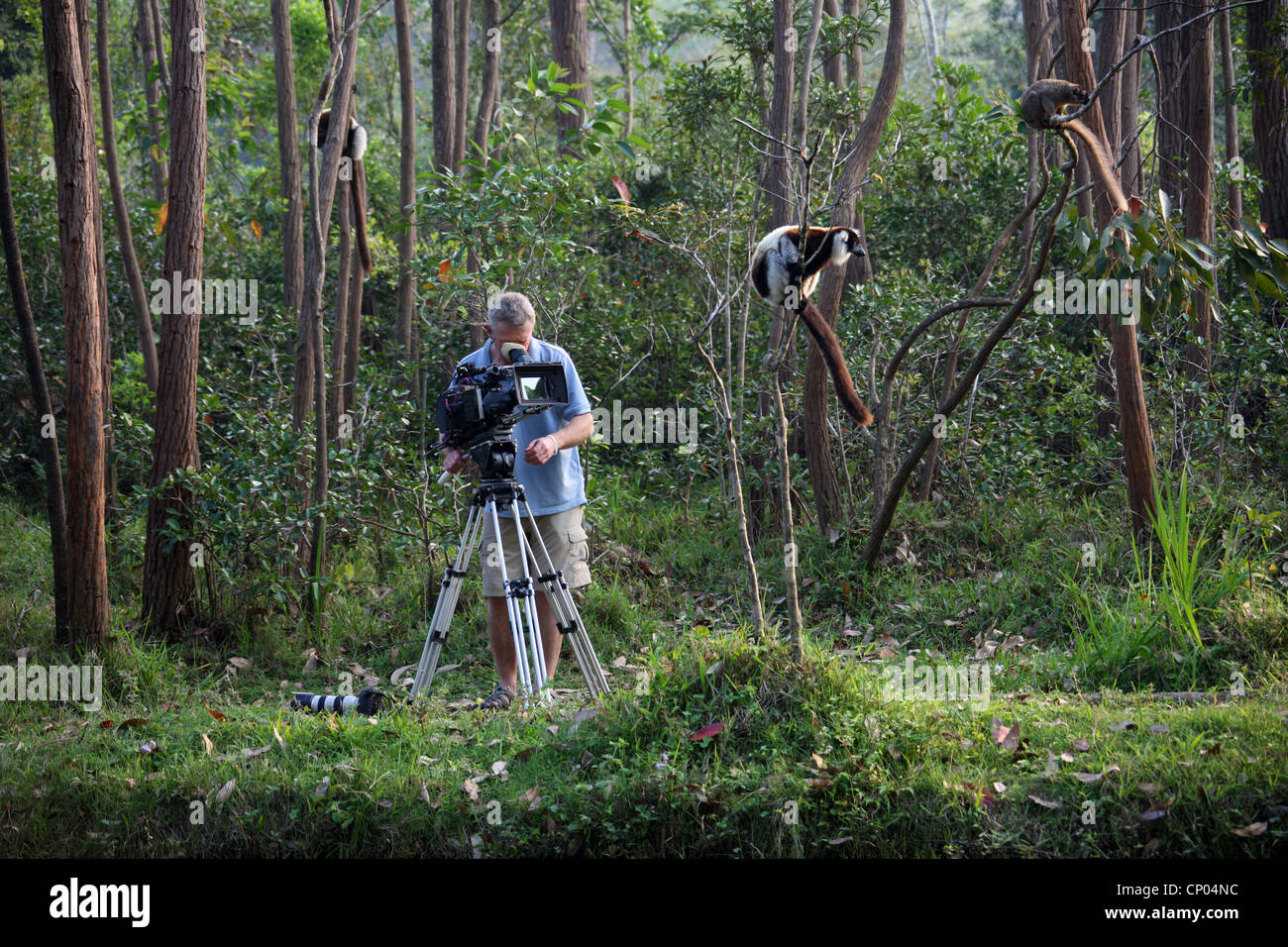 An ITV Film Crew Cameraman Filming a Lemur in Madagascar. Vakona Forest Lodge Reserve, Andasibe, Madagascar, Africa. Stock Photo
