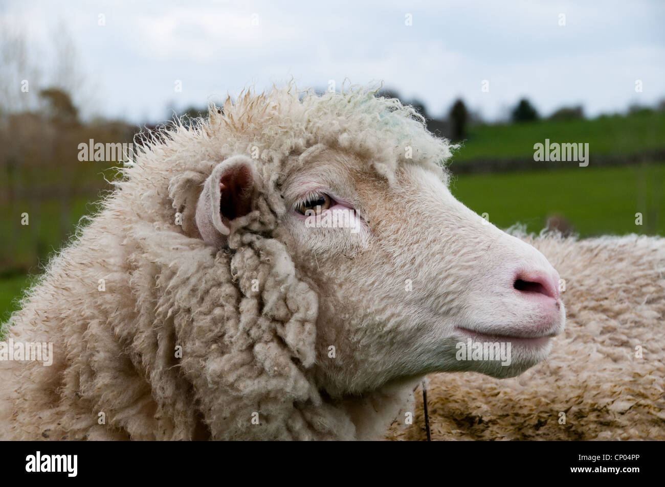 Dorset sheep in Darley Stock Photo