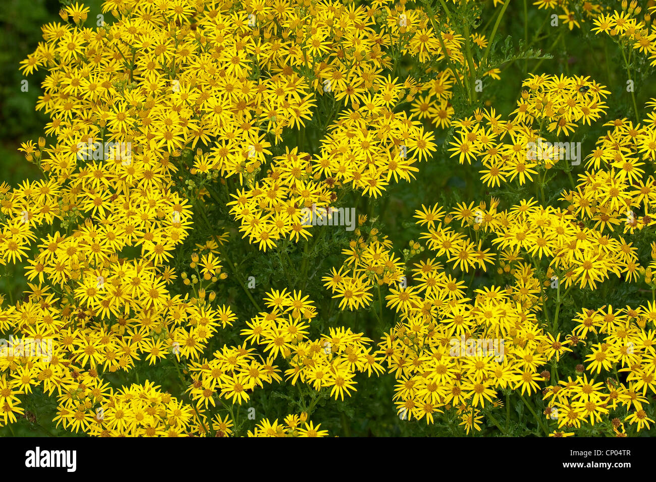 common ragwort, stinking willie, tansy ragwort, tansy ragwort (Senecio ...