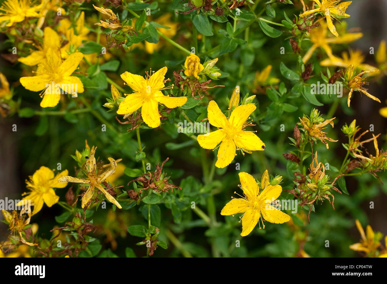 common St John'swort, perforate St John'swort, klamath weed, St. John