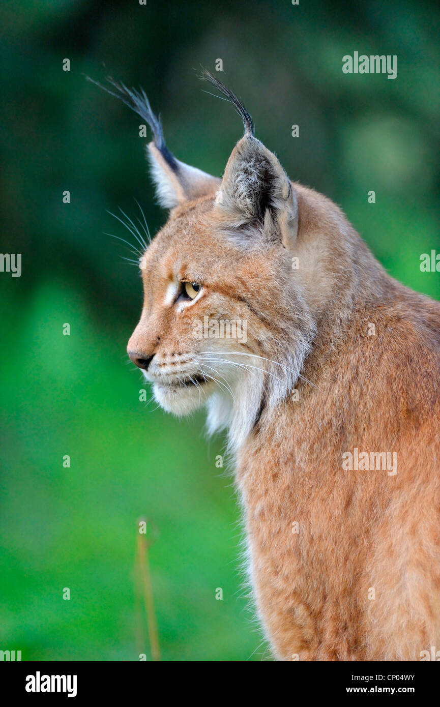 Eurasian lynx (Lynx lynx), portrait, Germany, North Rhine-Westphalia ...