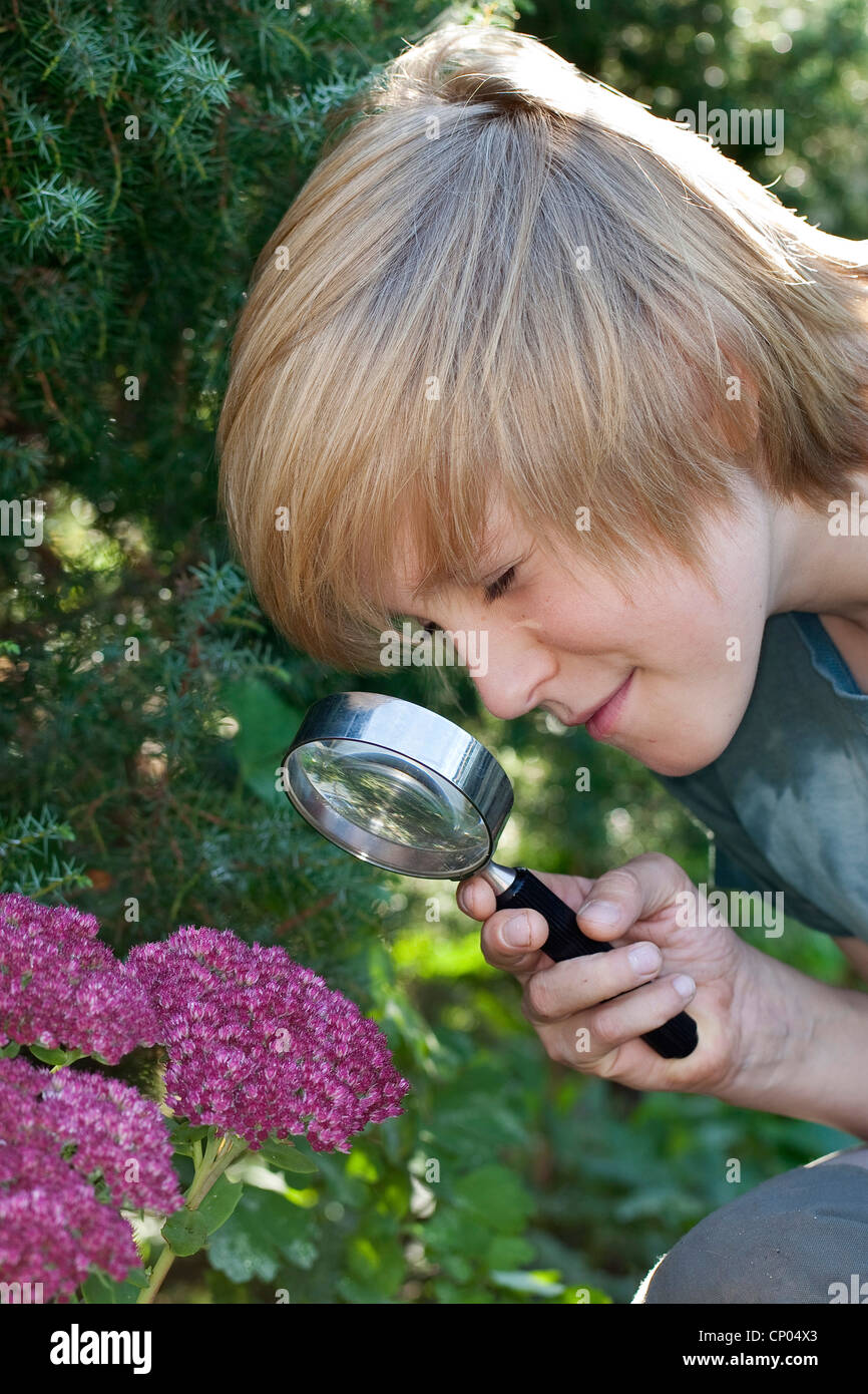 Ice Plant (Sedum spectabile), boy looking at the violet blossoms, Germany Stock Photo