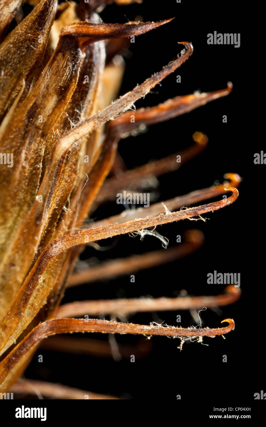 Woolly burdock, Hairy burdock, Burdock, Bardane (Arctium tomentosum), ripe infructescence with barbs, Germany Stock Photo