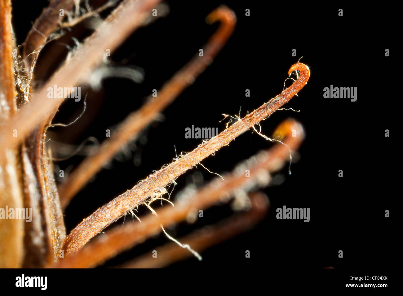 Woolly burdock, Hairy burdock, Burdock, Bardane (Arctium tomentosum), ripe infructescence with barbs, Germany Stock Photo