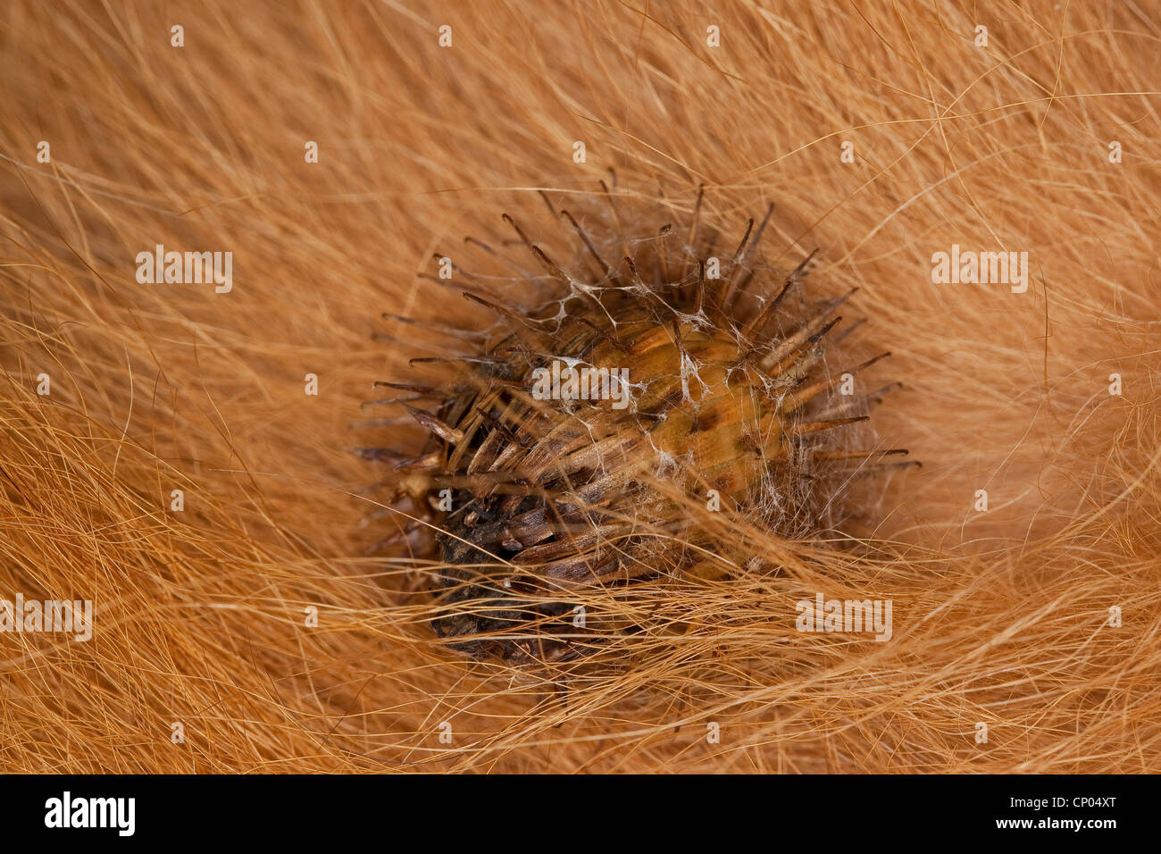 Woolly burdock, Hairy burdock, Burdock, Bardane (Arctium tomentosum), fruit in the fur of a dog, Germany Stock Photo