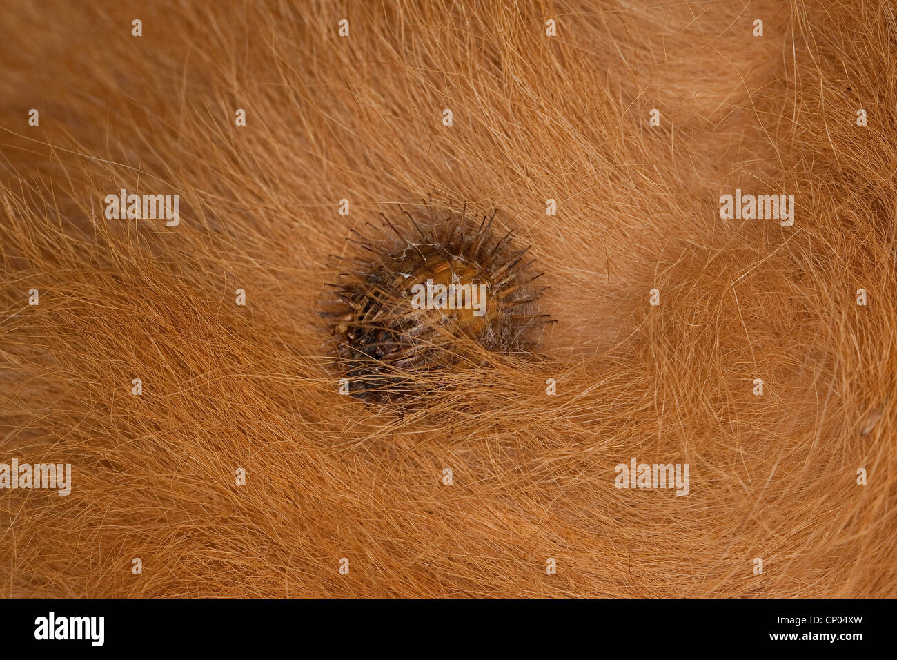Woolly burdock, Hairy burdock, Burdock, Bardane (Arctium tomentosum), fruit in the fur of a dog, Germany Stock Photo