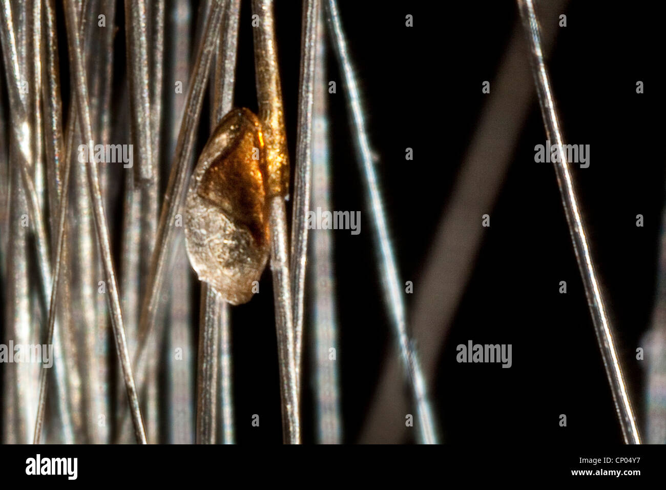 head louse (Pediculus capitis, Pediculus humanus capitis, Pediculus humanus), nit in human hair, Germany Stock Photo