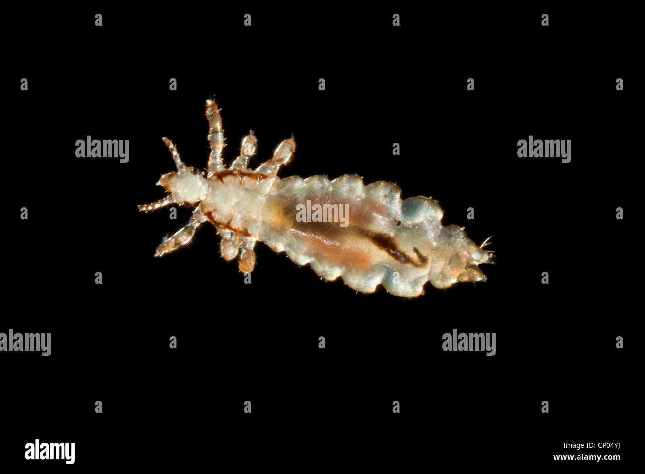head louse (Pediculus capitis, Pediculus humanus capitis, Pediculus humanus), Germany Stock Photo
