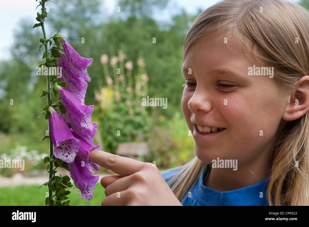 common foxglove, purple foxglove (Digitalis purpurea), girl sticking her finger in a blossom of the common foxglove, Germany Stock Photo