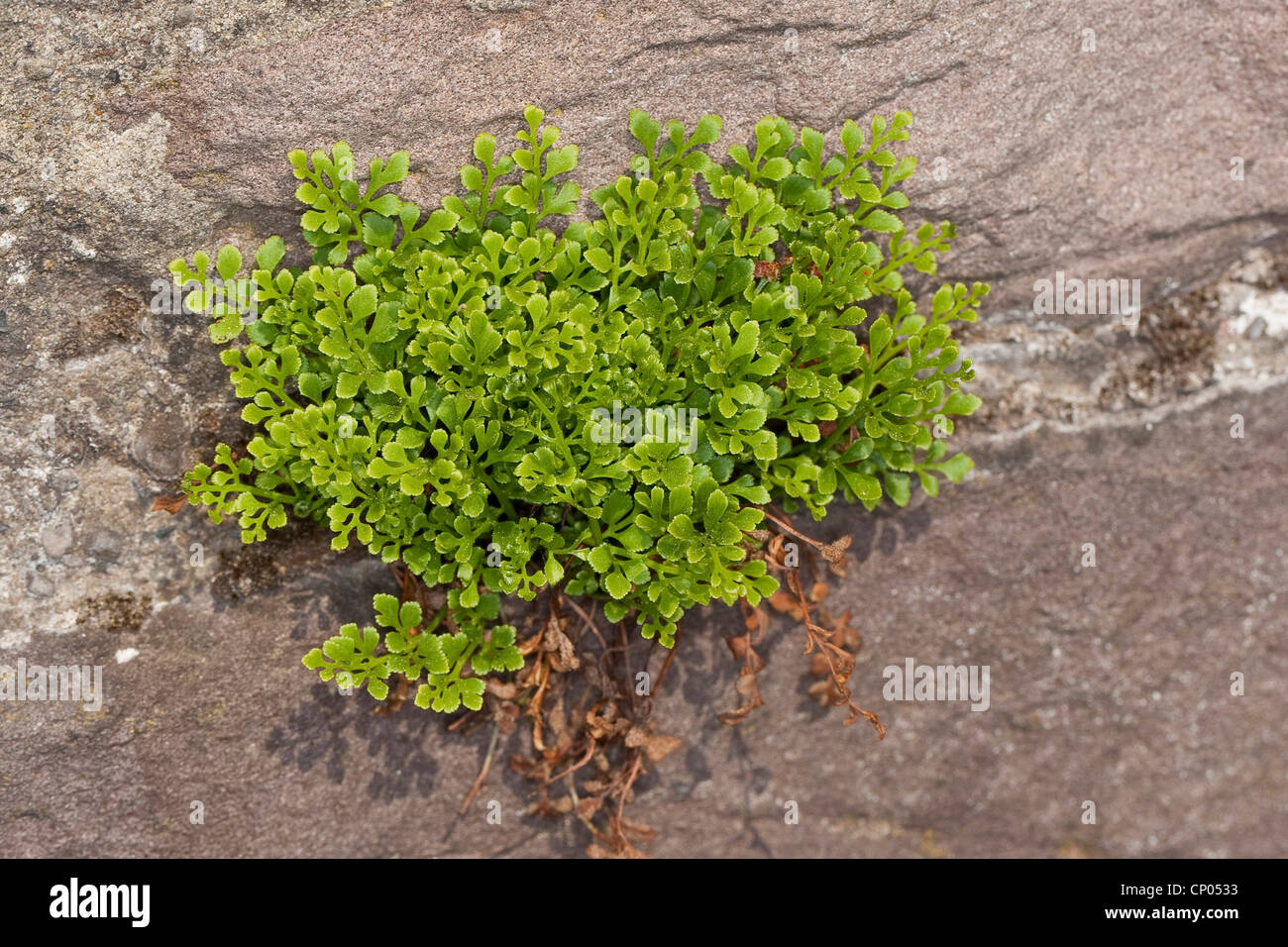 Wallrue spleenwort (Asplenium ruta-muraria), in a wall, Germany Stock Photo