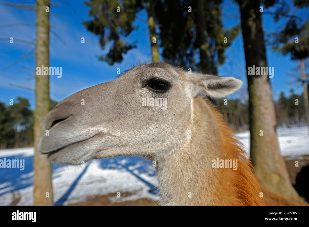 guanaco (Lama guanicoe), portrait in winter, Germany Stock Photo