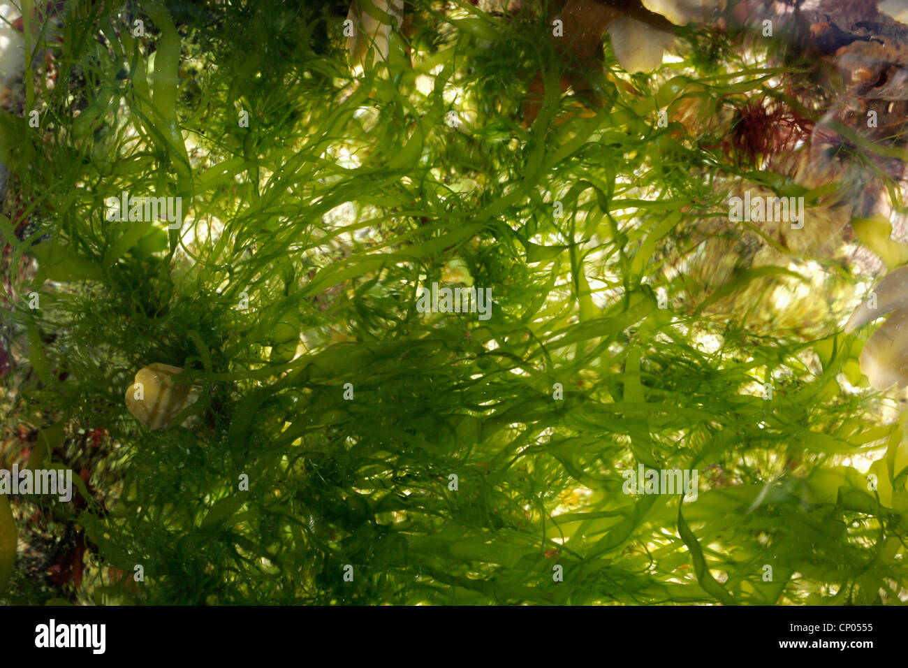 A green seaweed (Enteromorpha/ Ulva linza), UK. Slender sea lettuce Stock Photo