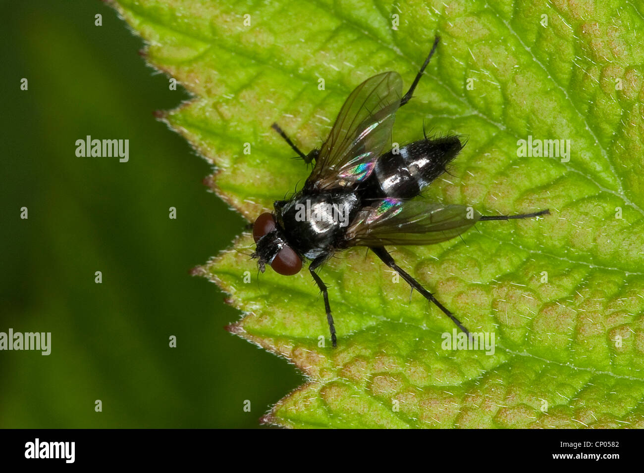 parasitic fly (Gastrolepta anthracina), sitting on a leaf, Germany Stock Photo