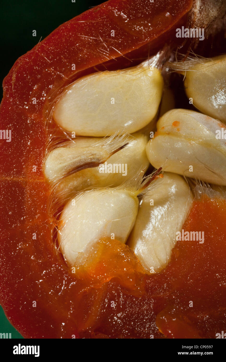 Rugosa rose, Japanese rose (Rosa rugosa), longitudinal cut of a rose