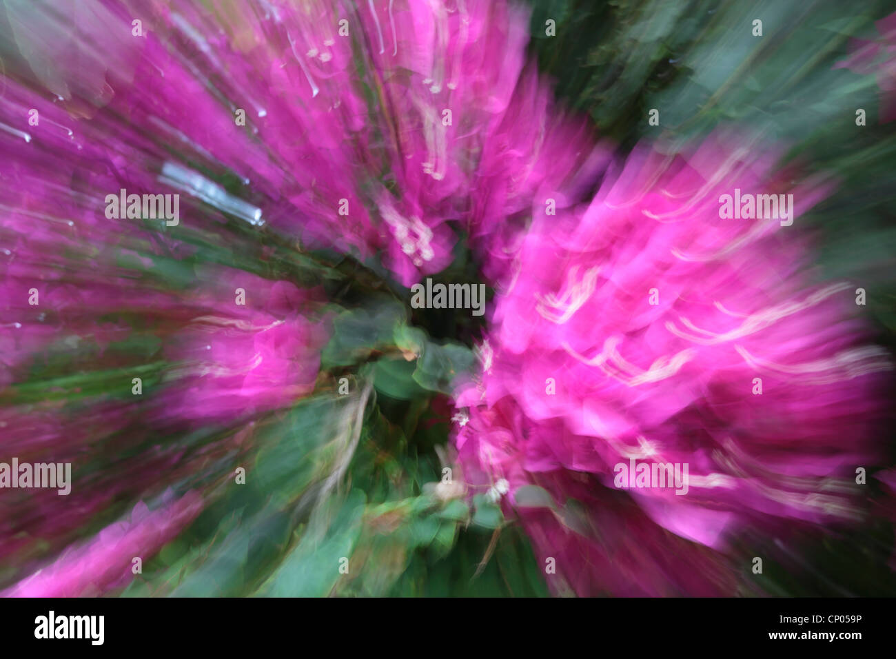 Impressionistic portrayal of pink flowers in the Seychelles Stock Photo