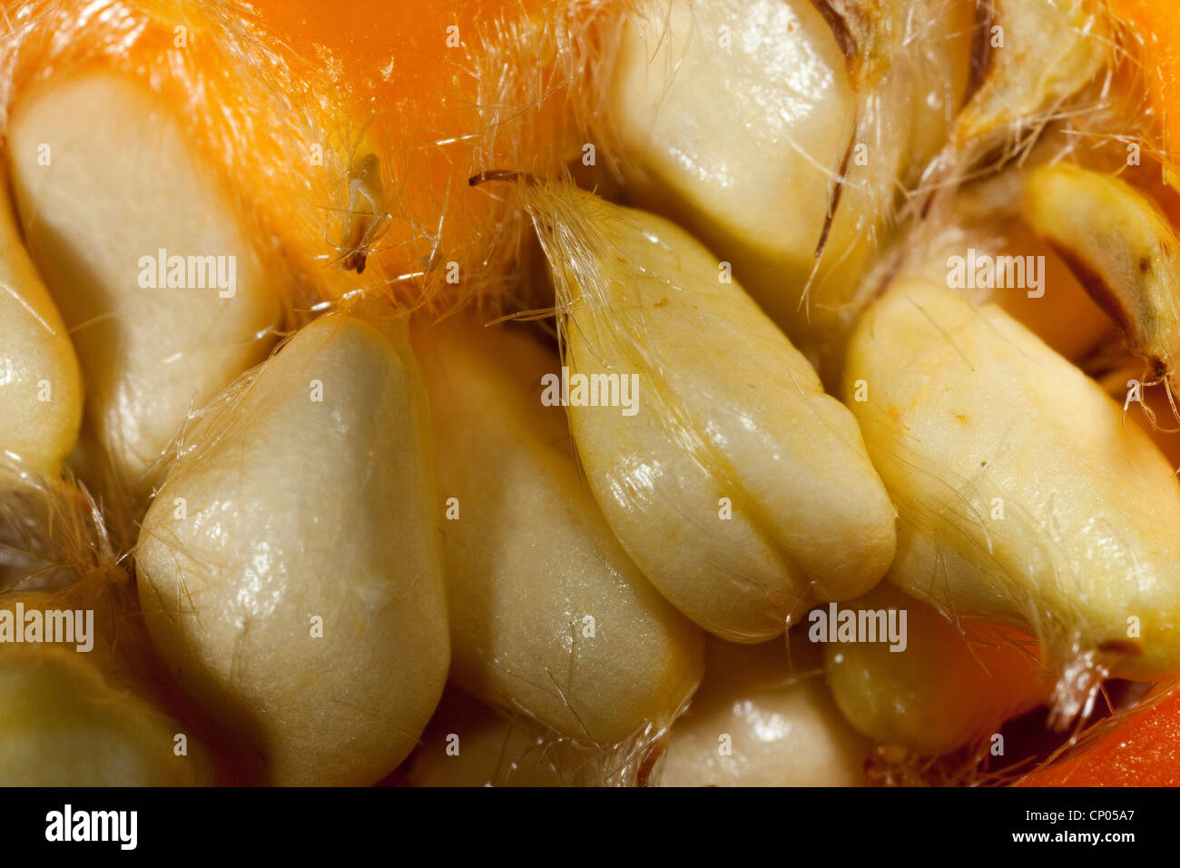 Rugosa rose, Japanese rose (Rosa rugosa), longitudinal cut of a rose