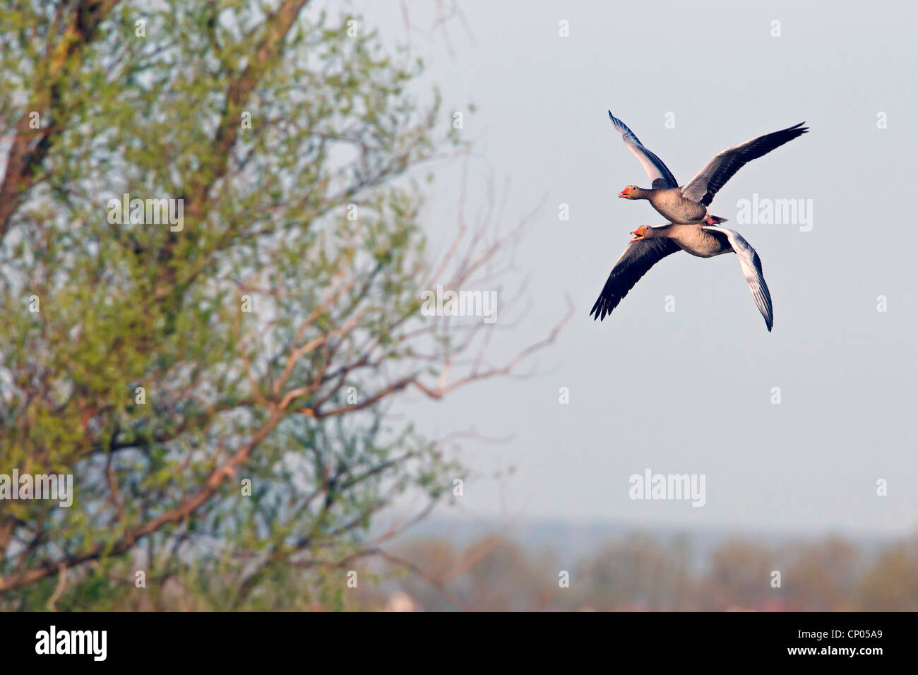 greylag goose (Anser anser), two Greylag geese flying calling, Germany, Rhineland-Palatinate Stock Photo