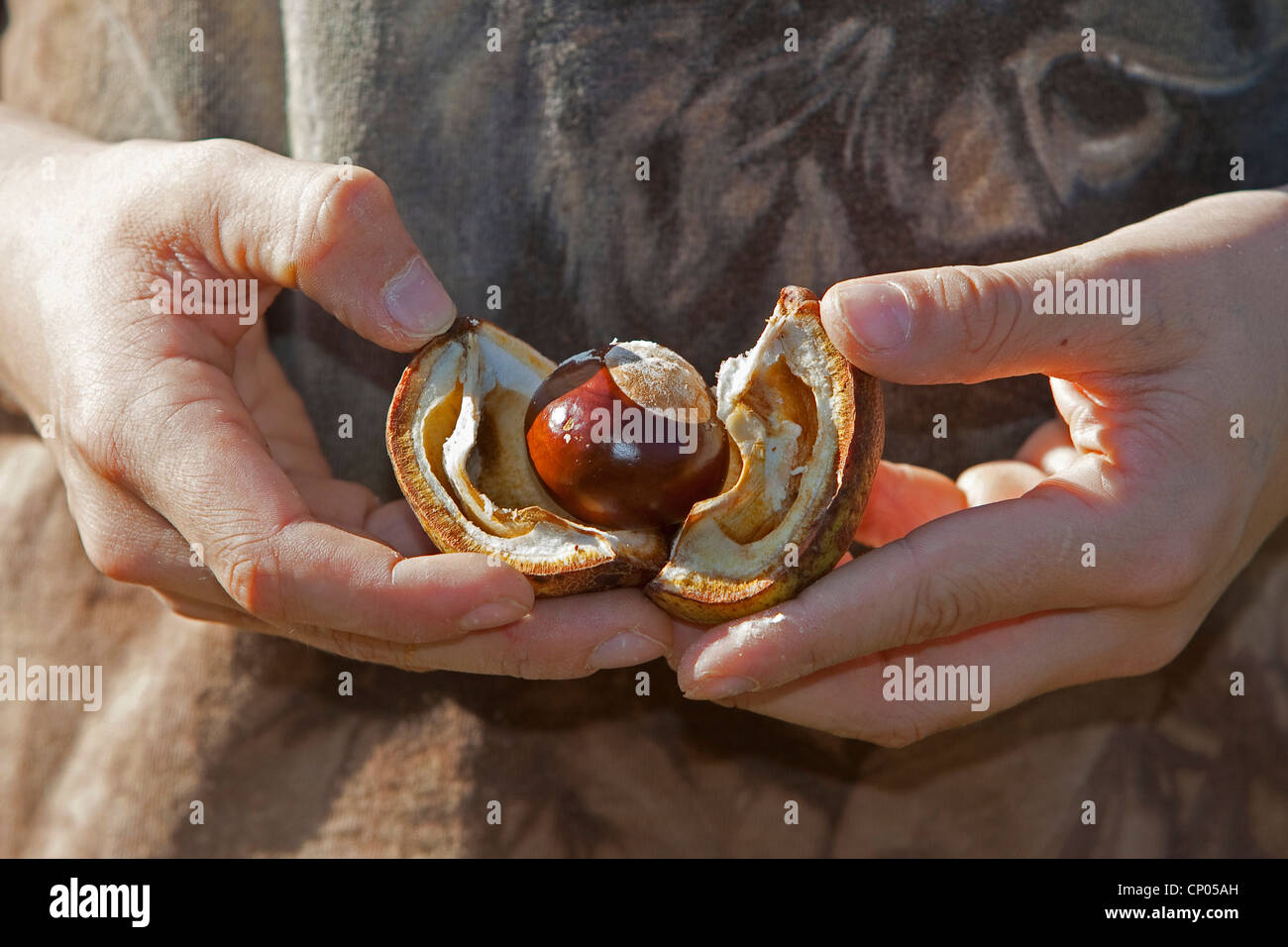 common horse chestnut (Aesculus hippocastanum), child opening a conker Stock Photo