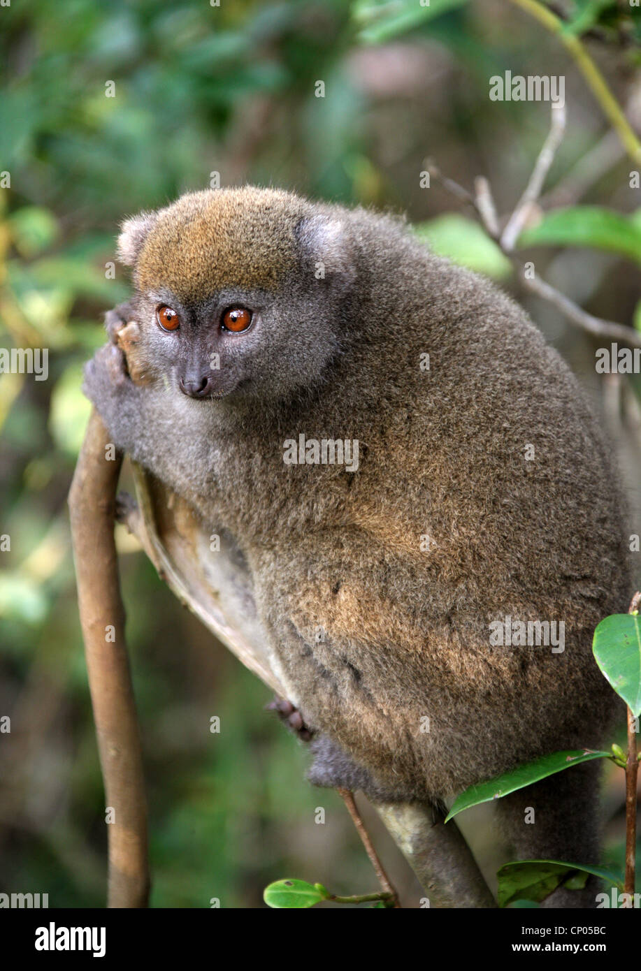 Eastern Lesser Bamboo Lemur, Hapalemur griseus, Lemuridae, Primates. Vakona Forest Lodge Reserve, Andasibe, Madagascar, Africa. Stock Photo