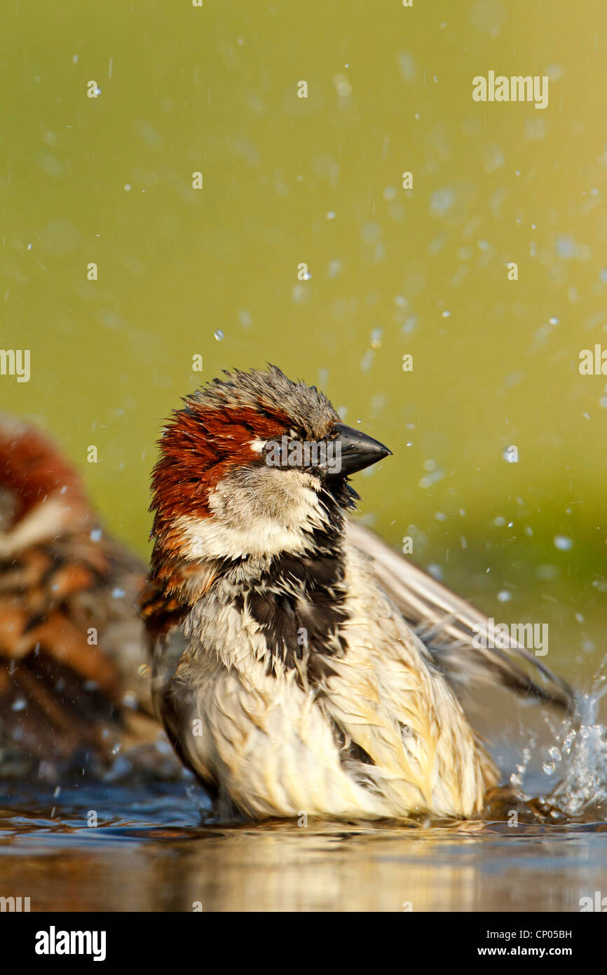 Passer domesticus side view hi-res stock photography and images - Alamy