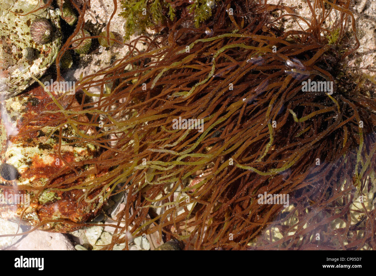 A red seaweed (Dumontia contorta) in a rockpool. Stock Photo