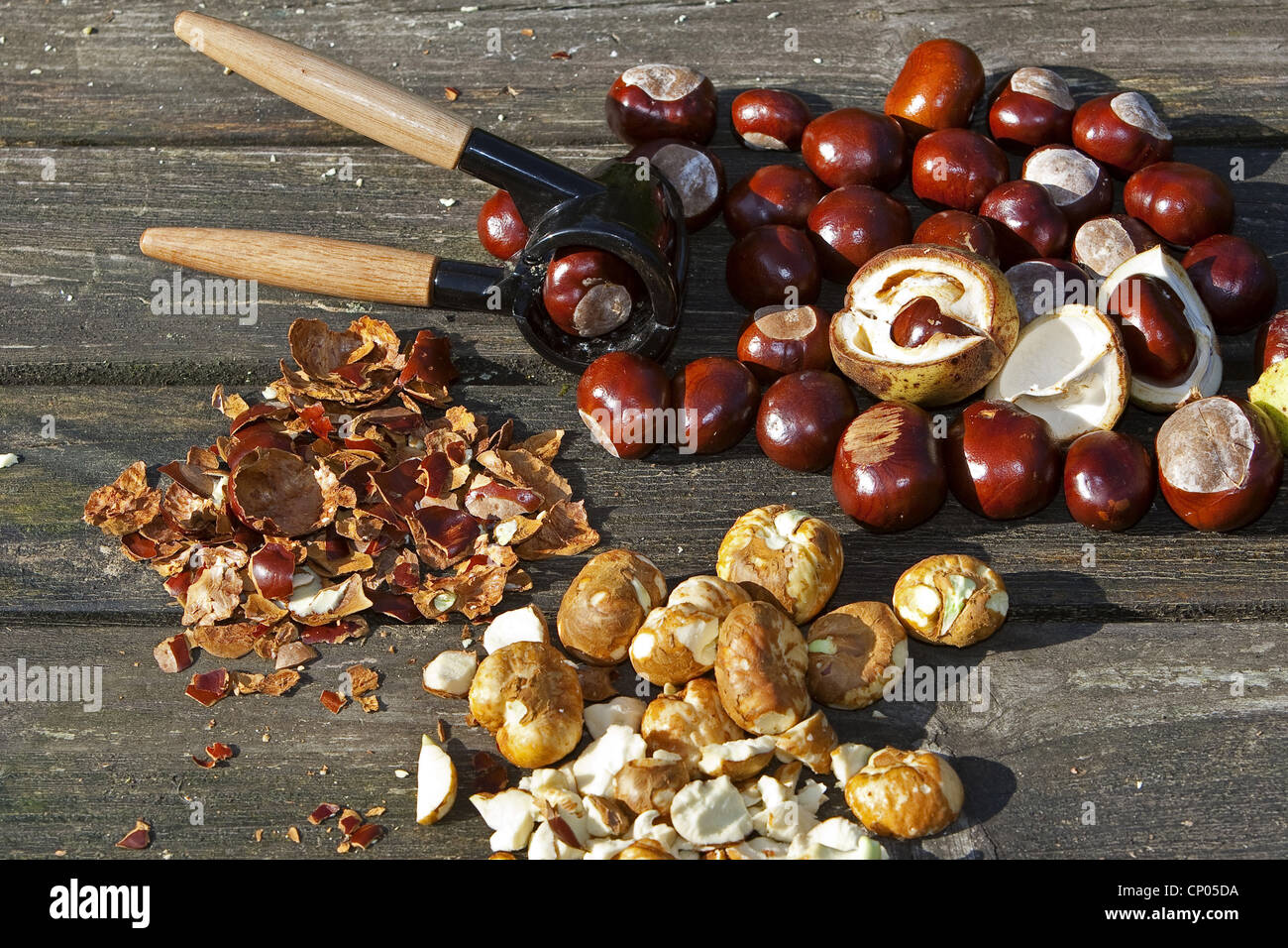 common horse chestnut (Aesculus hippocastanum), making soap from horse chestnuts conkers and a