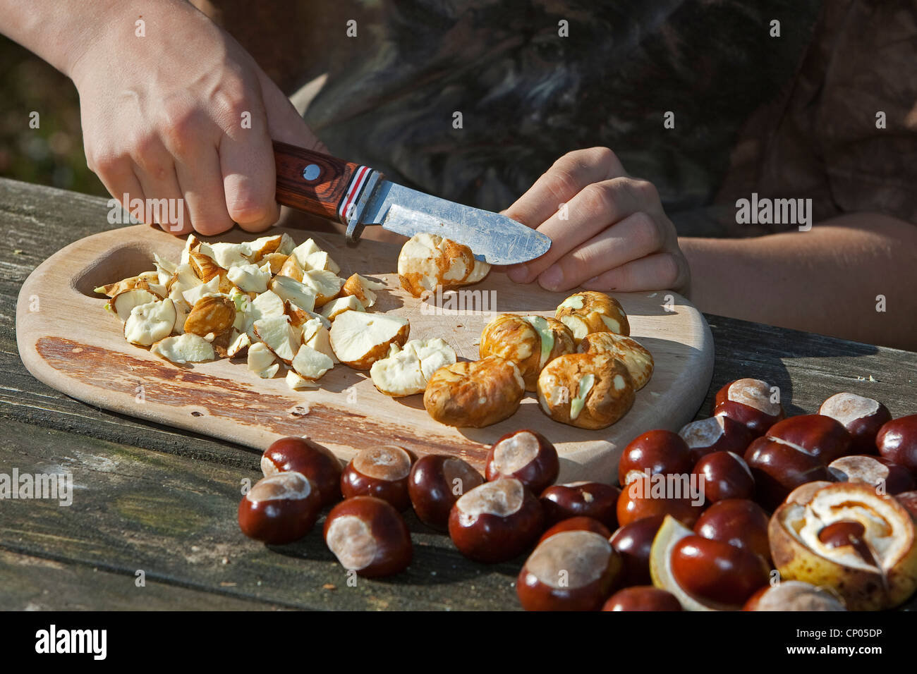 common horse chestnut (Aesculus hippocastanum), making soap from horse chestnuts: child mincing conkers with a knife on a cutting board Stock Photo
