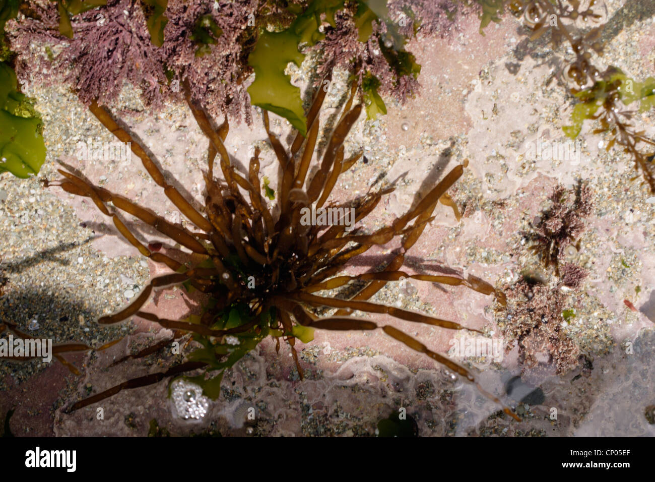 String-of-sausages seaweed (Scytosiphon lomentaria), a brown seaweed, in a rockpool, UK. Stock Photo