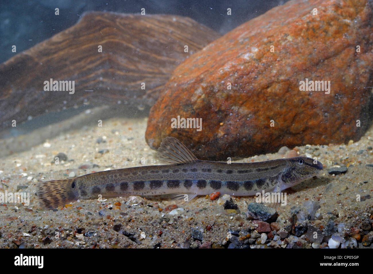 spined loach, spotted weatherfish (Cobitis taenia), Germany Stock Photo
