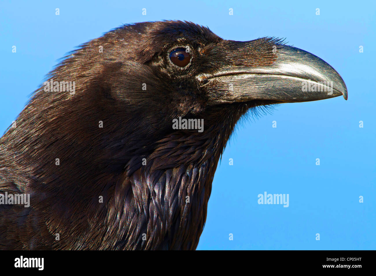 North African raven (Corvus corax tingitanus, Corvus tingitanus ...