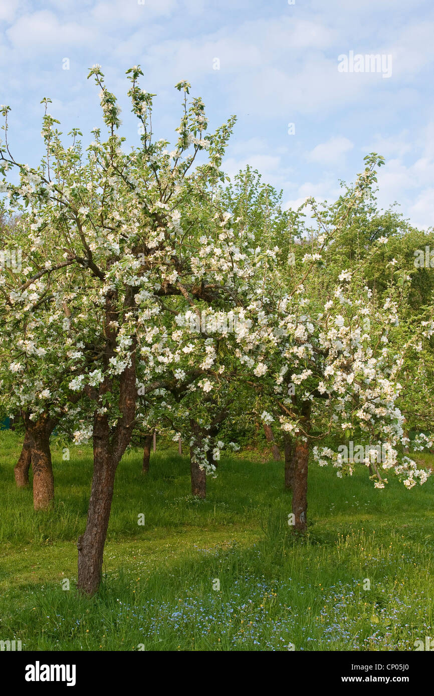apple tree (Malus domestica), blooming apple trees, Germany Stock Photo