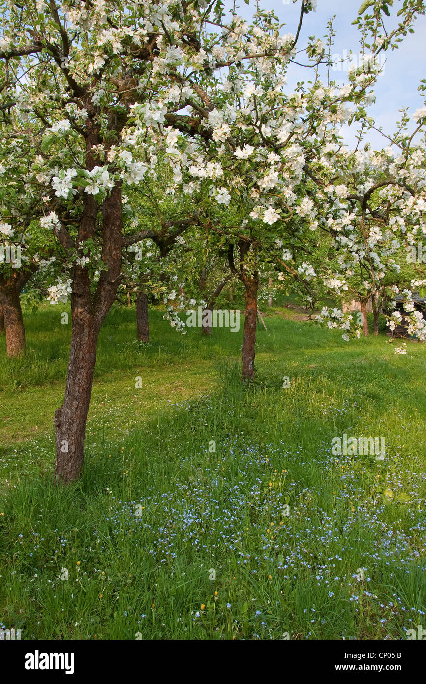 apple tree (Malus domestica), blooming apple trees, Germany Stock Photo