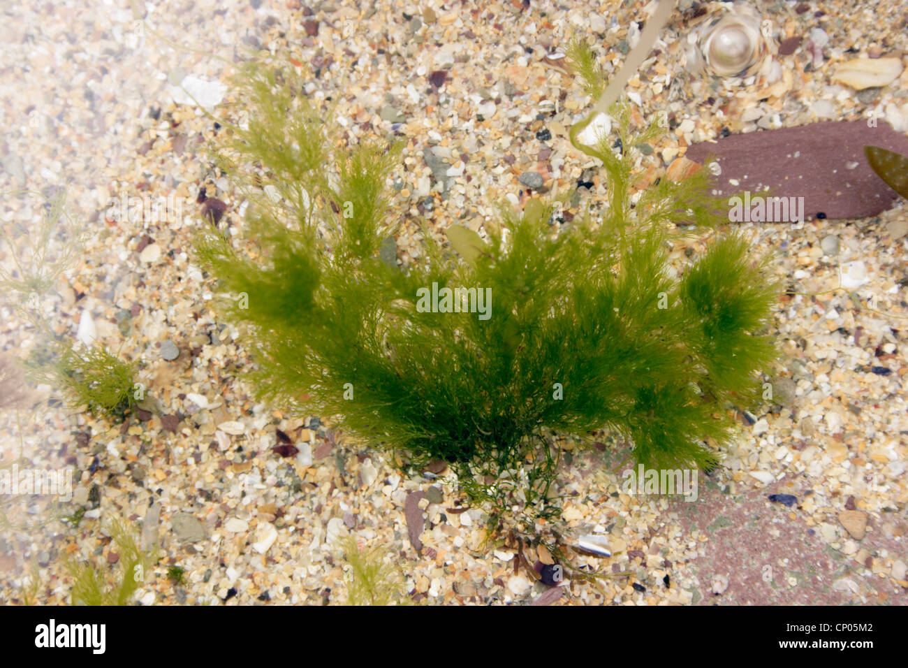A green seaweed (Cladophora rupestris), UK. Stock Photo