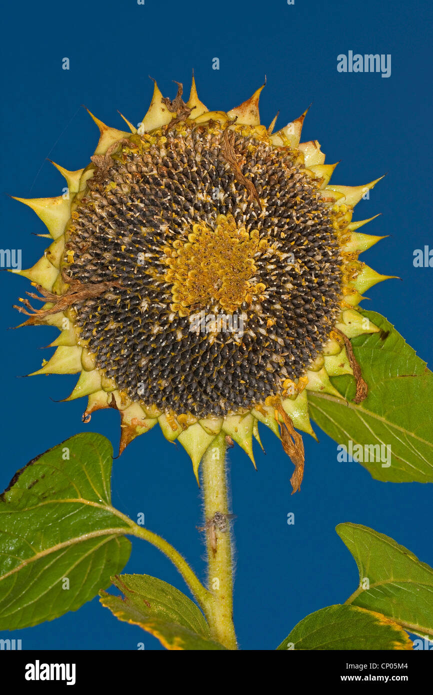 common sunflower (Helianthus annuus), unripe and ripe sunflower seeds in an infructescence Stock Photo