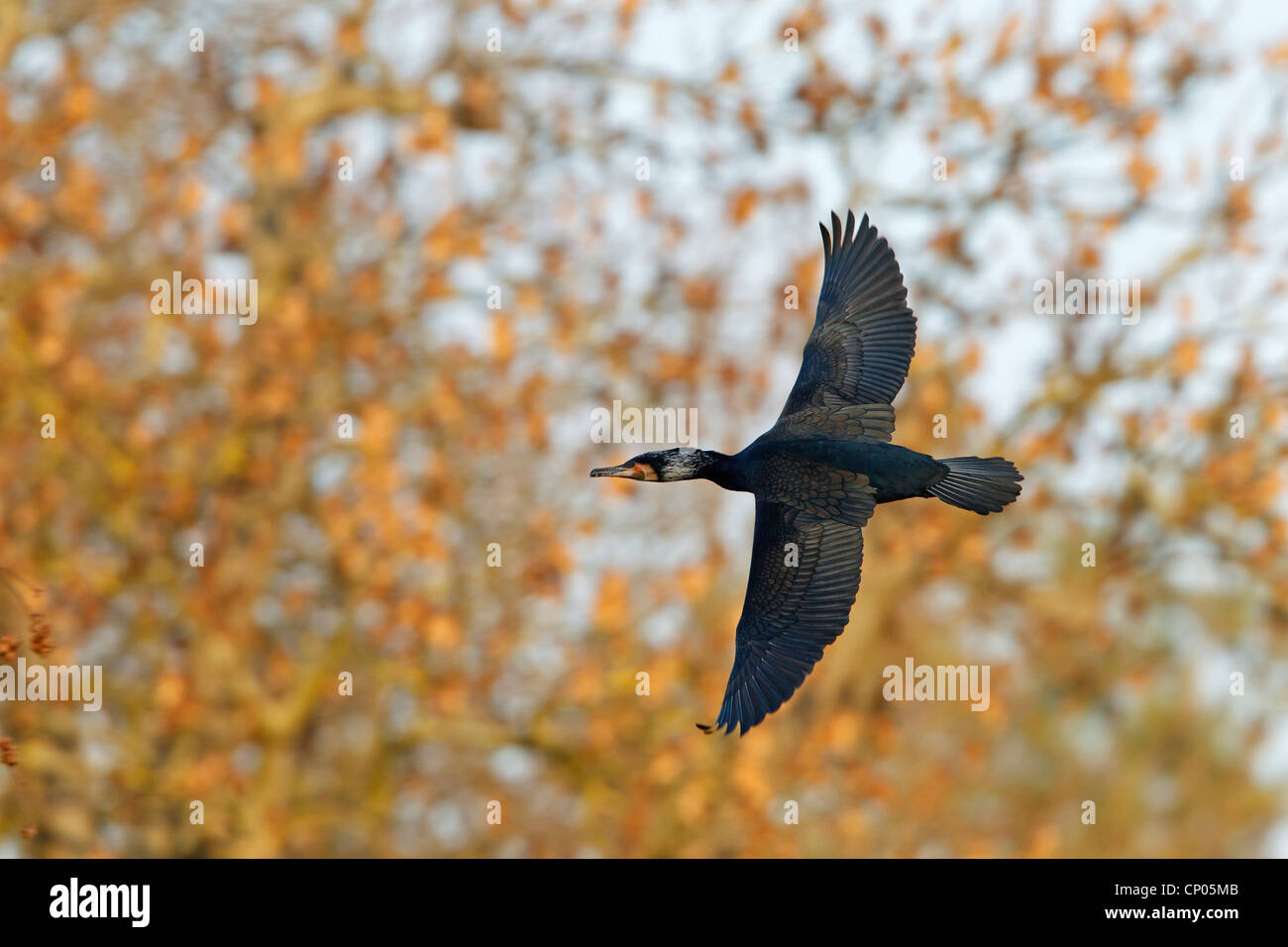 great cormorant (Phalacrocorax carbo), flying in front ob trees, Germany, Baden-Wuerttemberg Stock Photo
