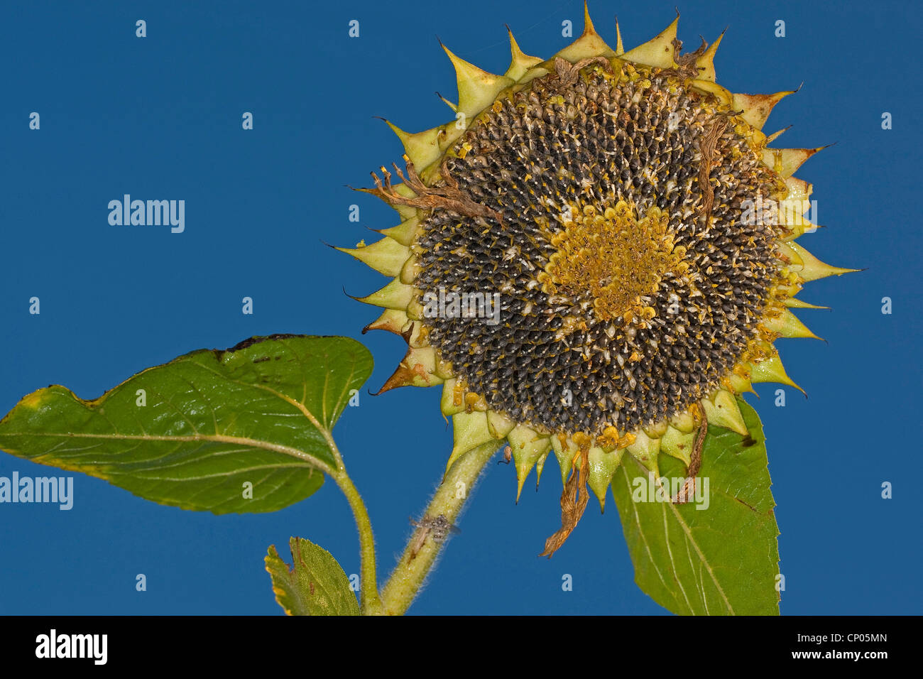 common sunflower (Helianthus annuus), unripe and ripe sunflower seeds in an infructescence Stock Photo