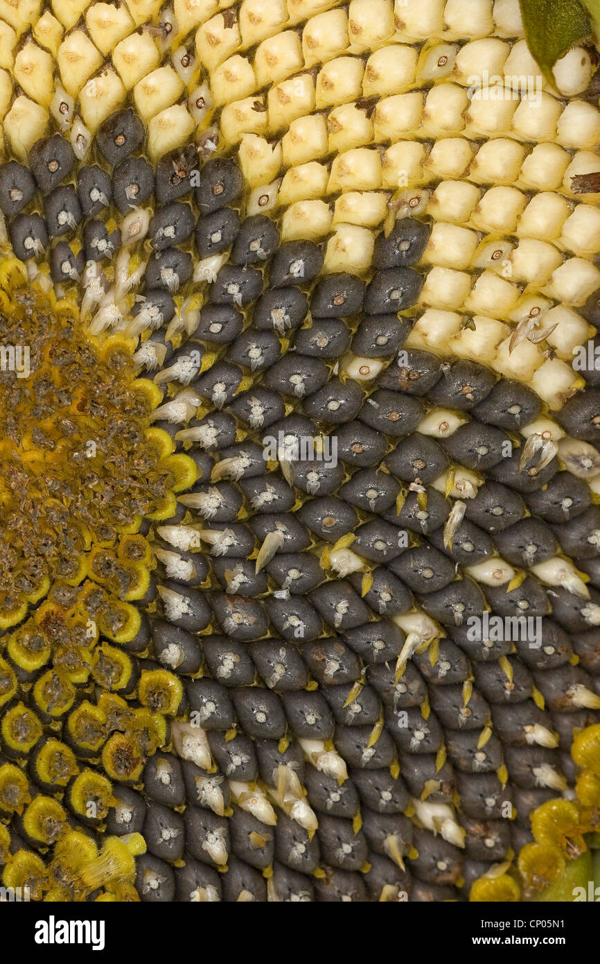 common sunflower (Helianthus annuus), unripe and ripe sunflower seeds