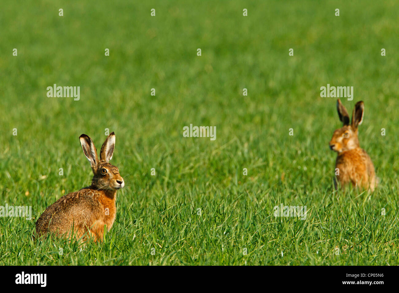 European hare (Lepus europaeus), two animals sitting in a meadow, Germany, Rhineland-Palatinate Stock Photo