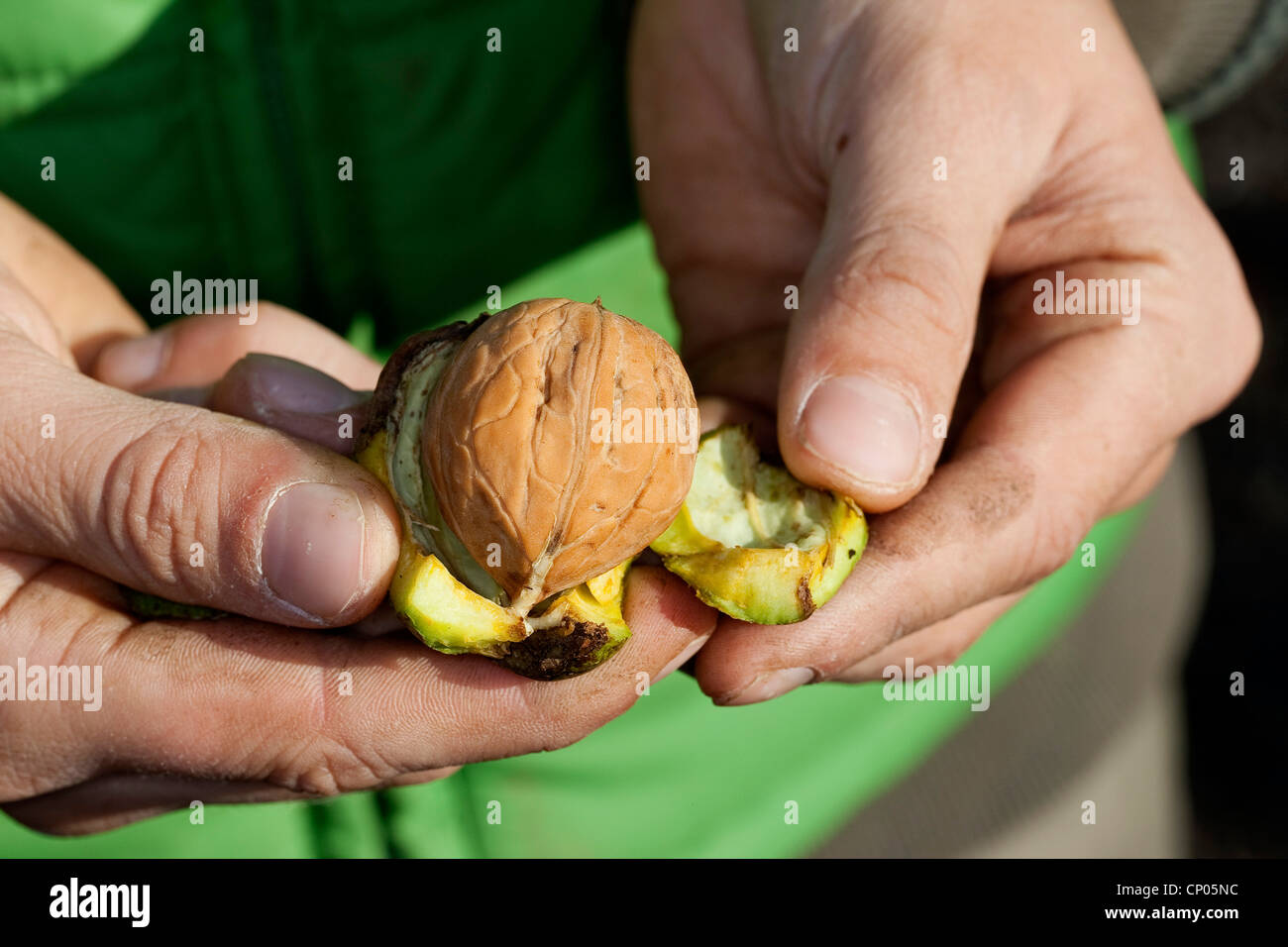 walnut (Juglans regia), child removes the husk of a walnut, Germany Stock Photo