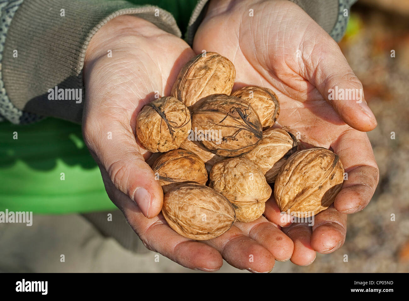 walnut (Juglans regia), child has collected walnus, Germany Stock Photo