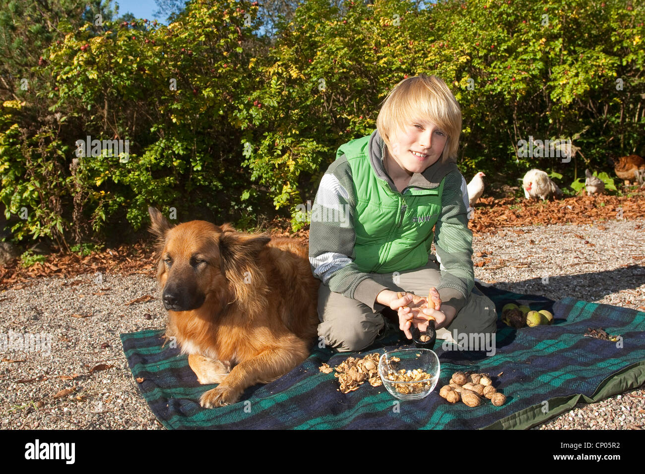 walnut (Juglans regia), boy kneeing on a blanket cracking walnuts Stock Photo