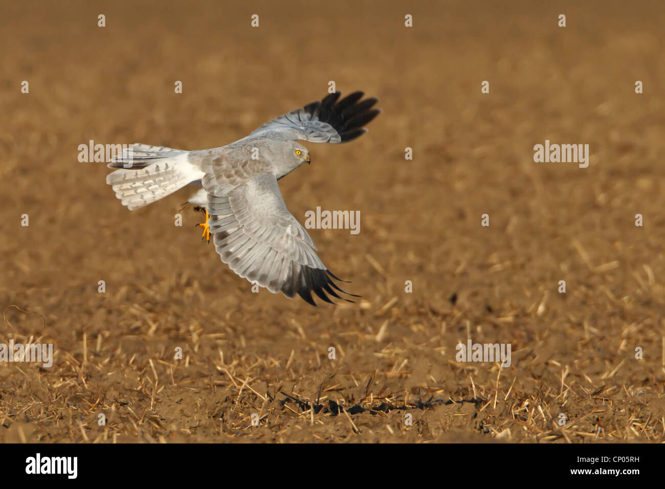 hen harrier (Circus cyaneus), flying over a stubble field, Germany, Rhineland-Palatinate Stock Photo