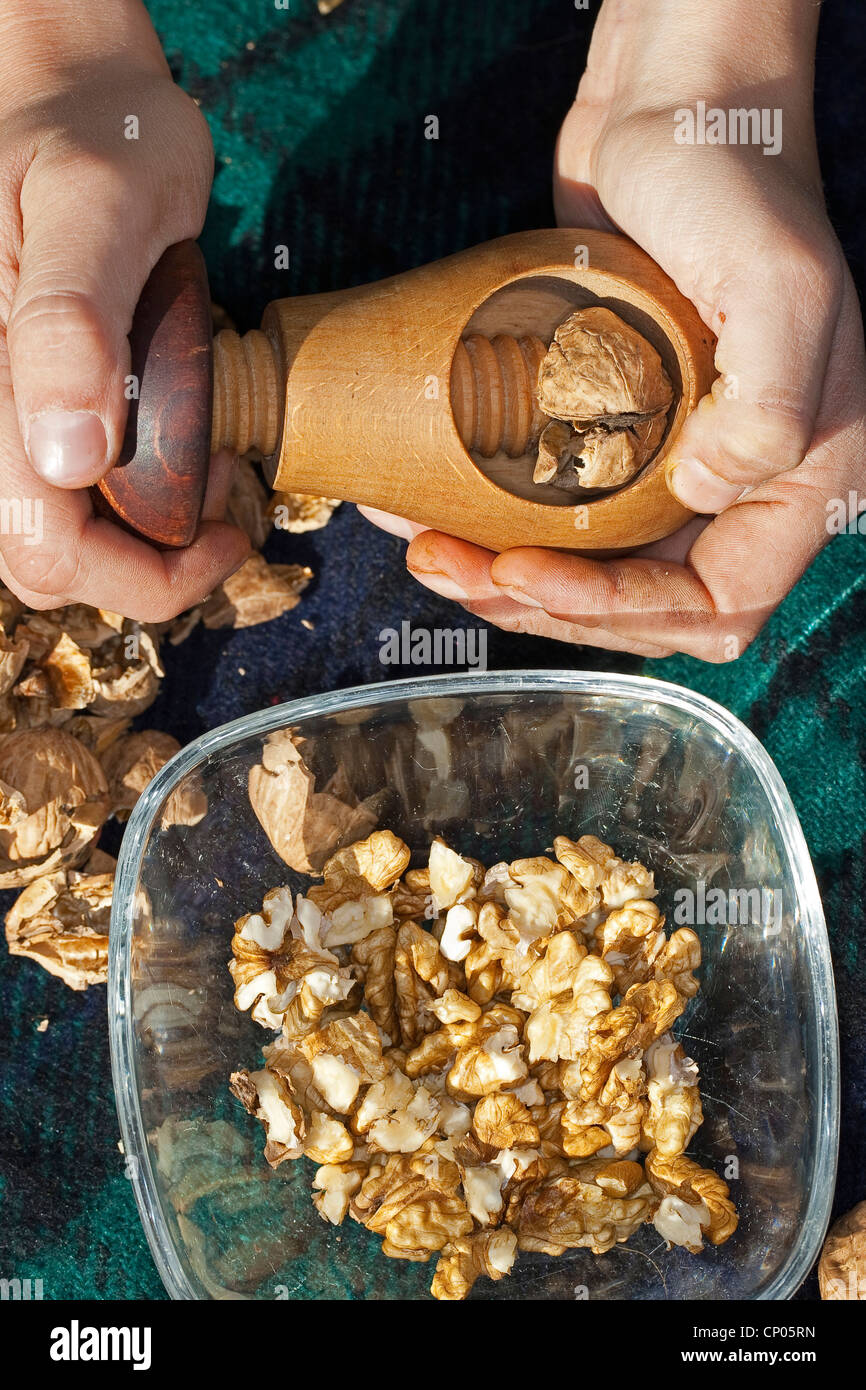 walnut (Juglans regia), child kneeing on a blanket cracking walnuts Stock Photo