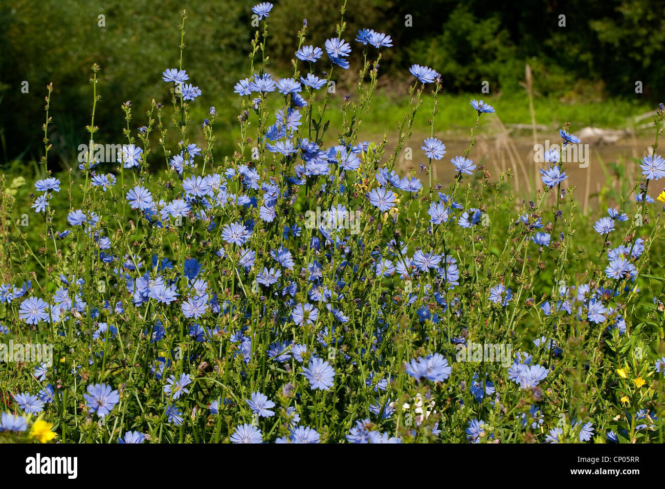 blue sailors, common chicory, wild succory (Cichorium