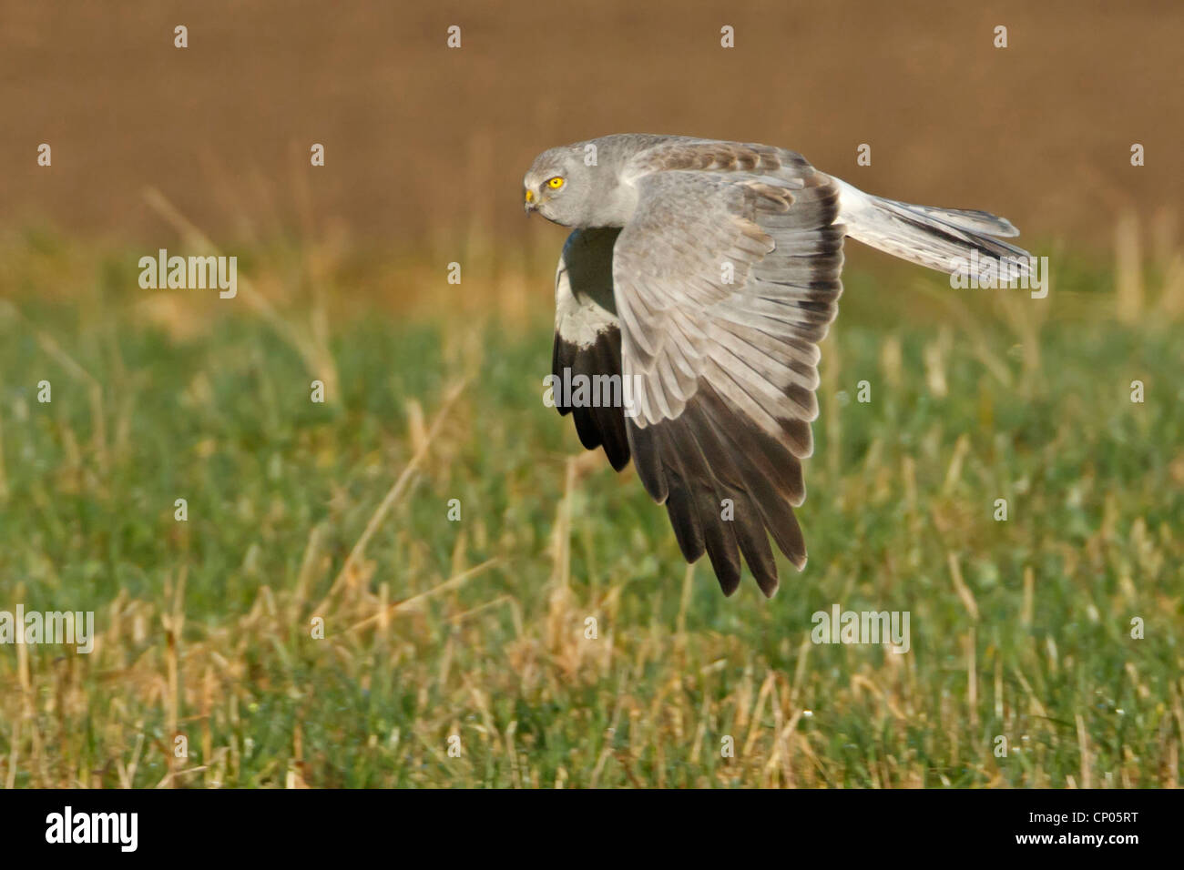 hen harrier (Circus cyaneus), flying over a meadow, Germany, Rhineland-Palatinate Stock Photo