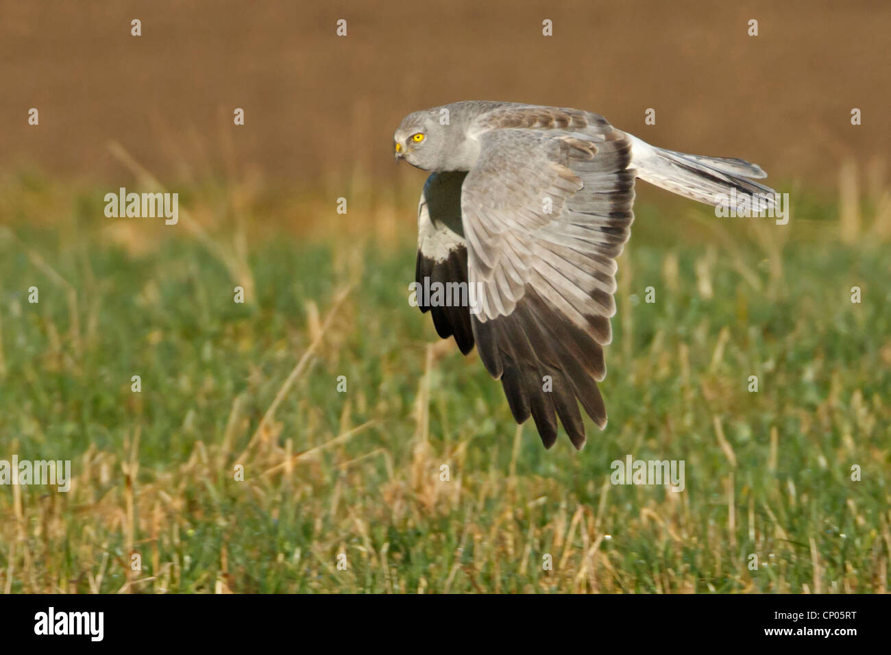 Flying hen harrier hi-res stock photography and images - Alamy